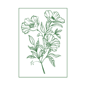 apis 2 (1)